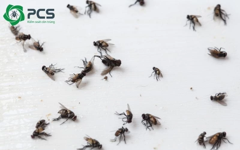 kinh nghiệm phun thuốc diệt ruồi
